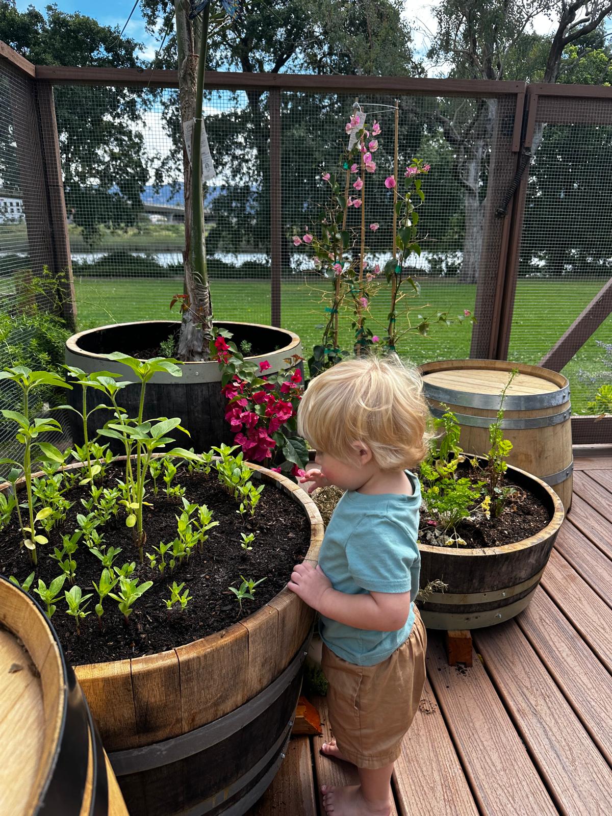 Garden planters on the outdoor deck